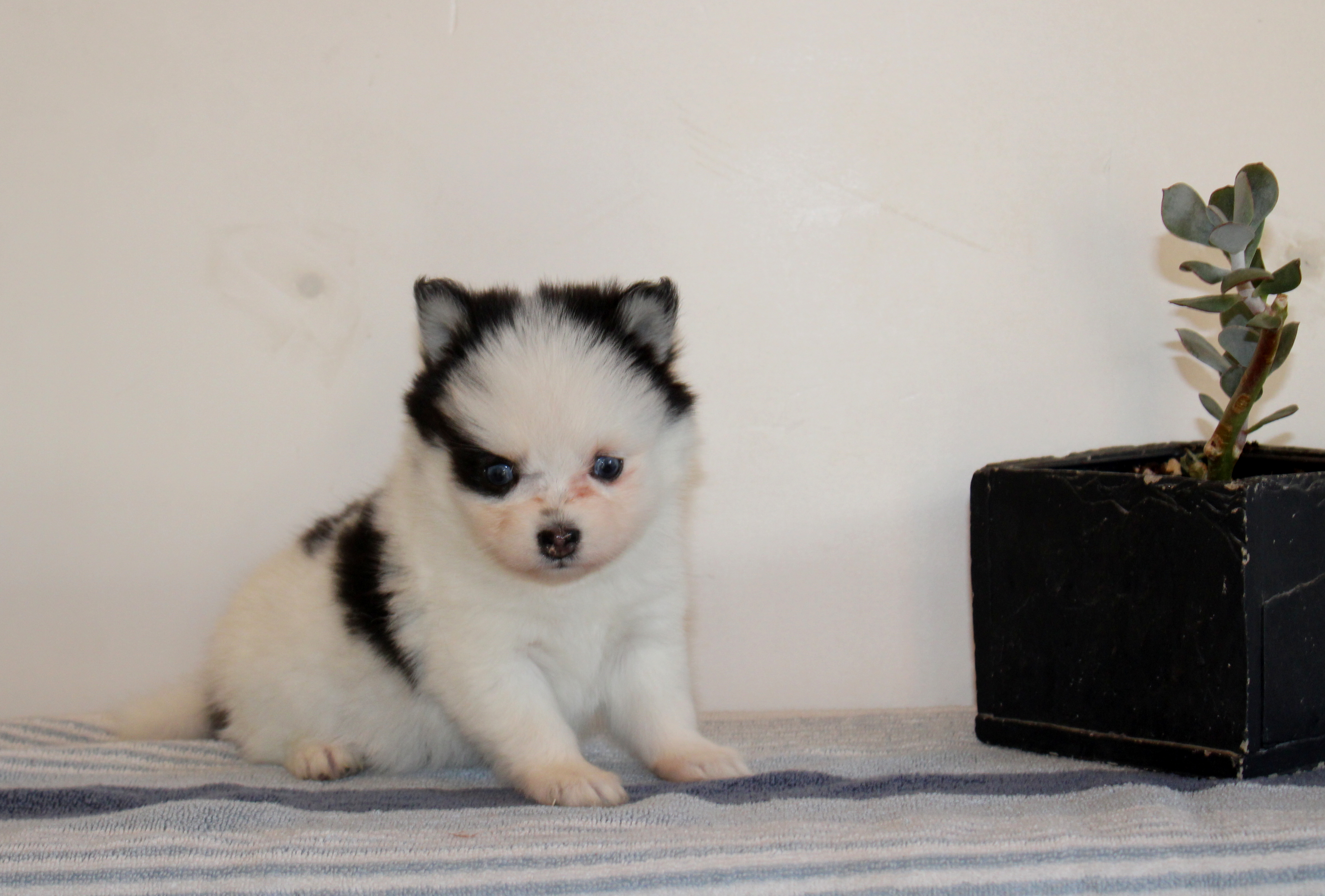 puppy, for, sale, Pomsky, Matthew B. Stoltzfus, dog, breeder, Gap, PA, dog-breeder, puppy-for-sale, forsale, nearby, find, puppyfind, locator, puppylocator, aca